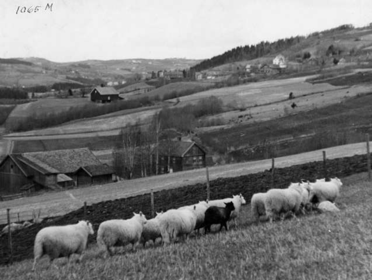 Anders Beer Wilse, -6921