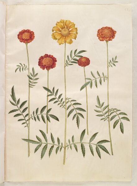 Hans Simon Holtzbecker, Tagetes patula (udspærret fløjlsblomst)