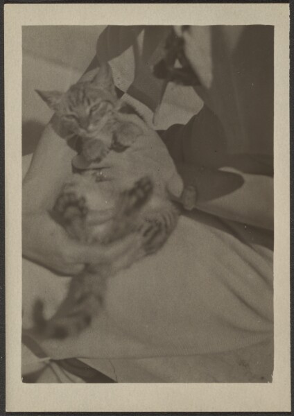 Louis Fleckenstein, [Cat]