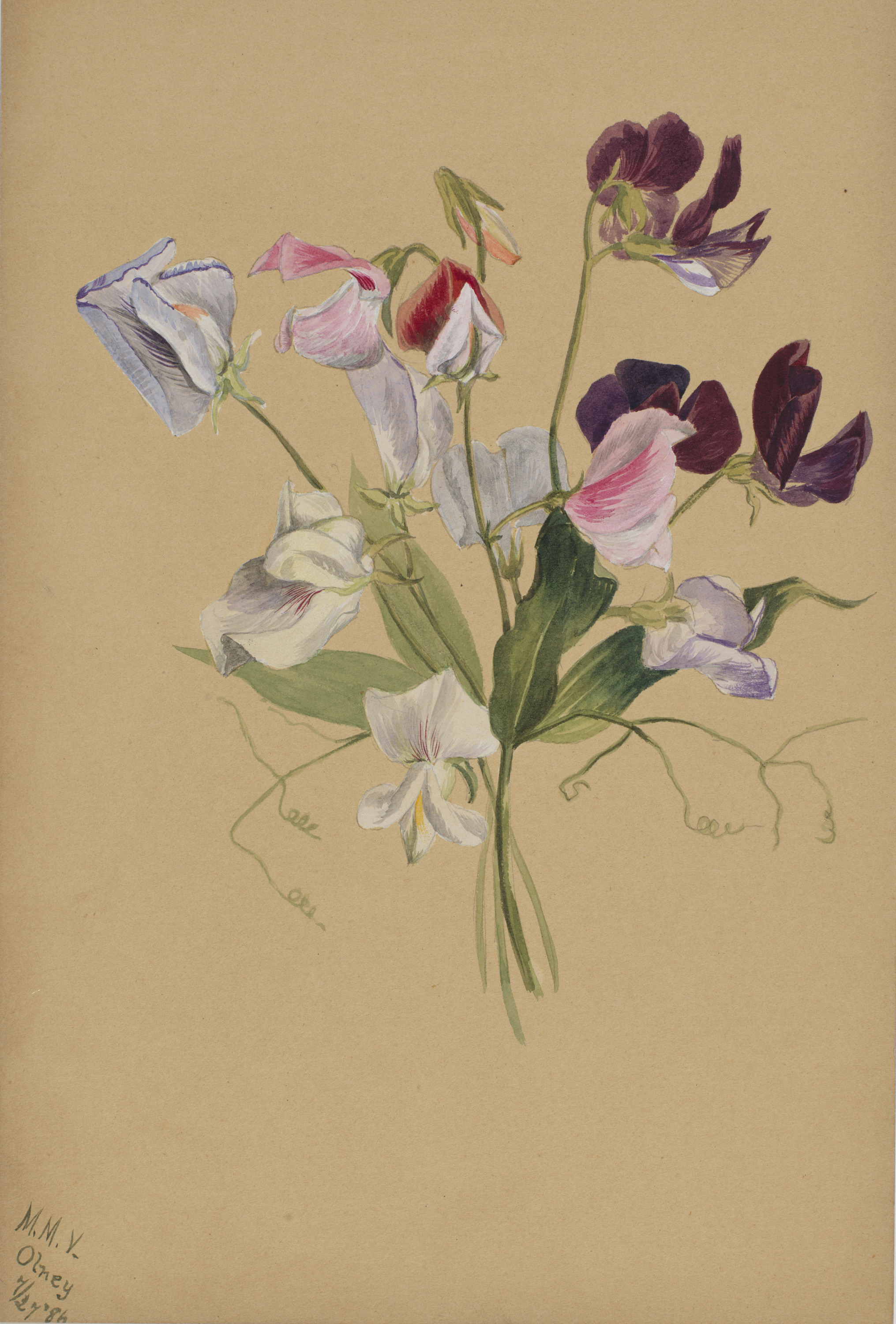 Mary Vaux Walcott, (Untitled--Flower Study)