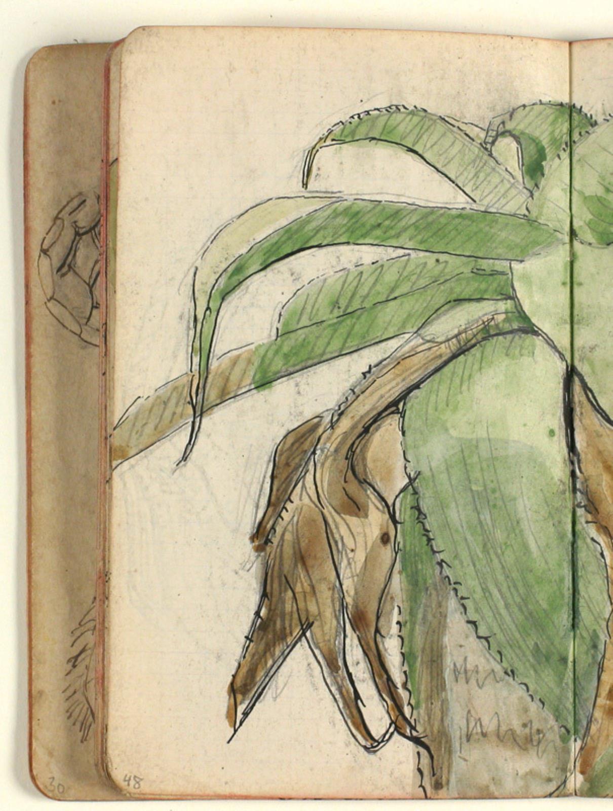 Niels Larsen Stevns, Plantestudie
