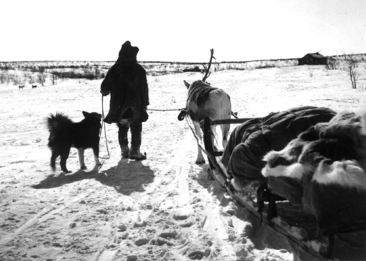Virginia Raymond Davidson, Sara-familien på vårflytting med pulk og slede. Finnmarksvidda 1958.
