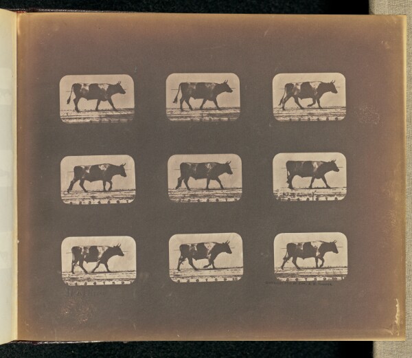 Eadweard J. Muybridge, Walking
