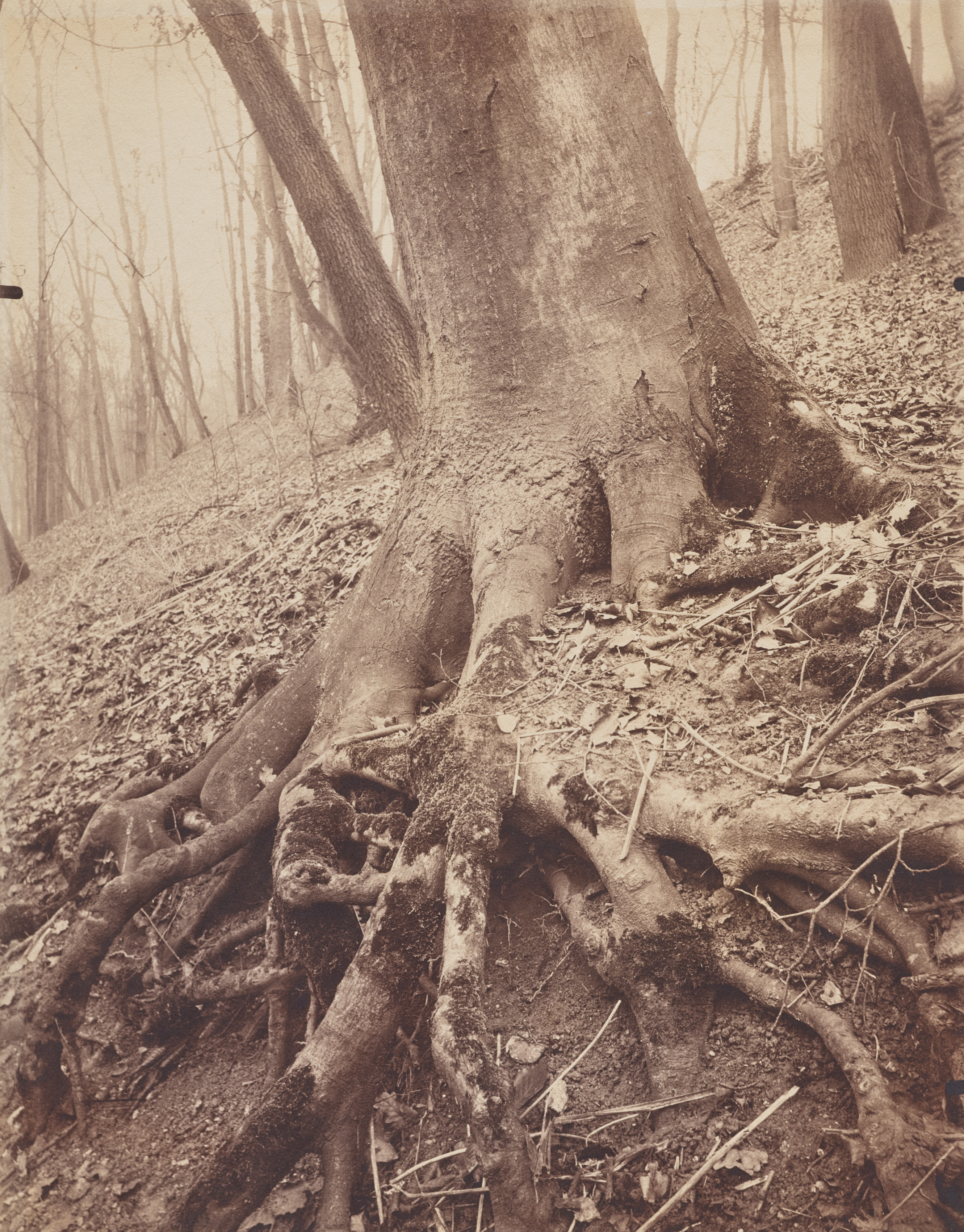 Eugène Atget, Trees and Roots