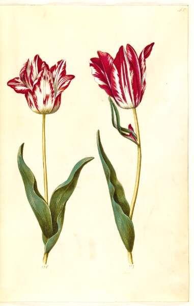 Hans Simon Holtzbecker, Tulipa gesneriana (have-tulipan)