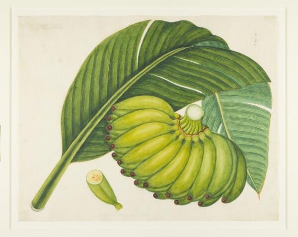 Unknown, Bananas