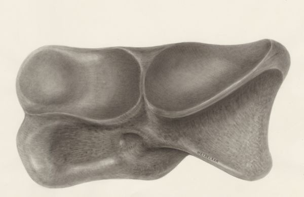 H.G Wetselaar, Foot bone