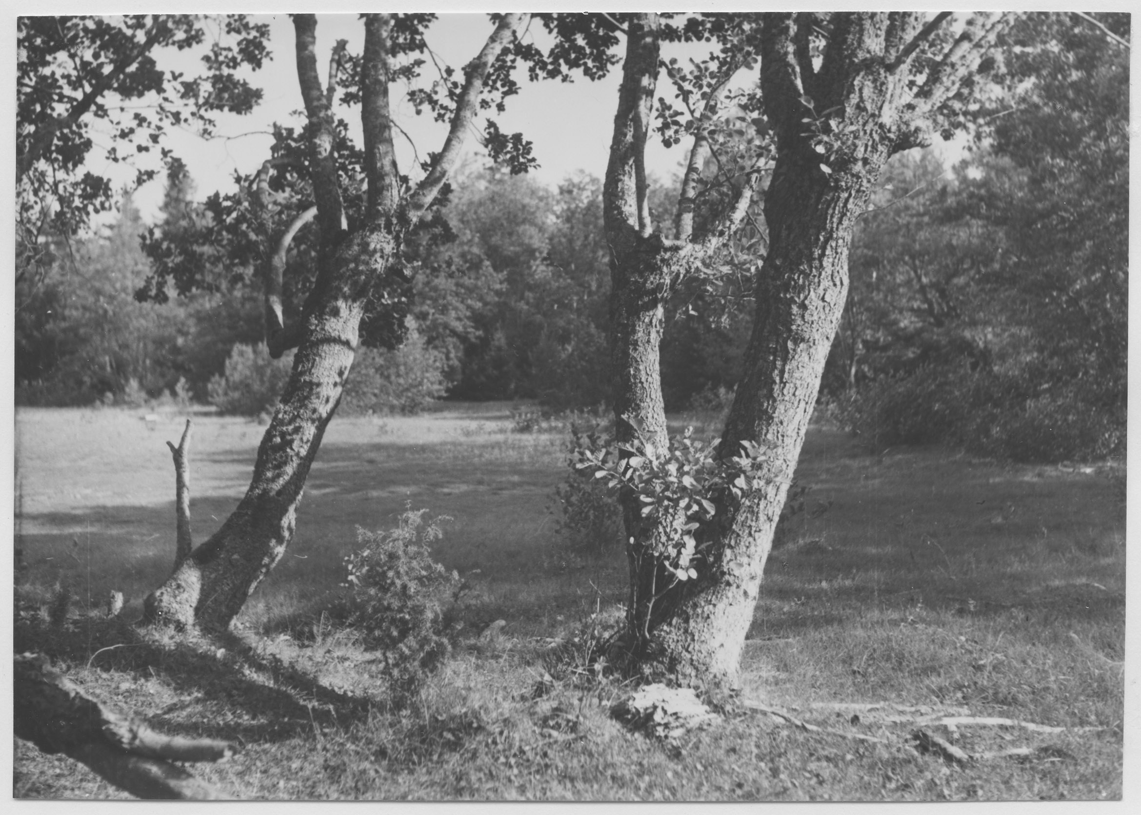 Mårten Sjöbeck, Idön, ängsmark