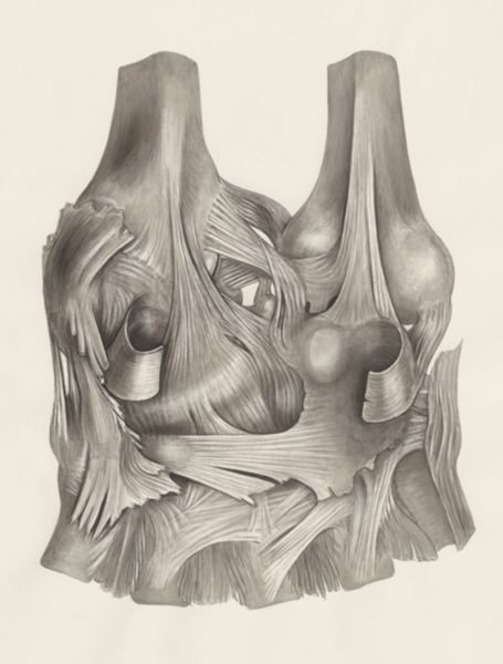 H.G Wetselaar, Muscular tissue of the upper extremities