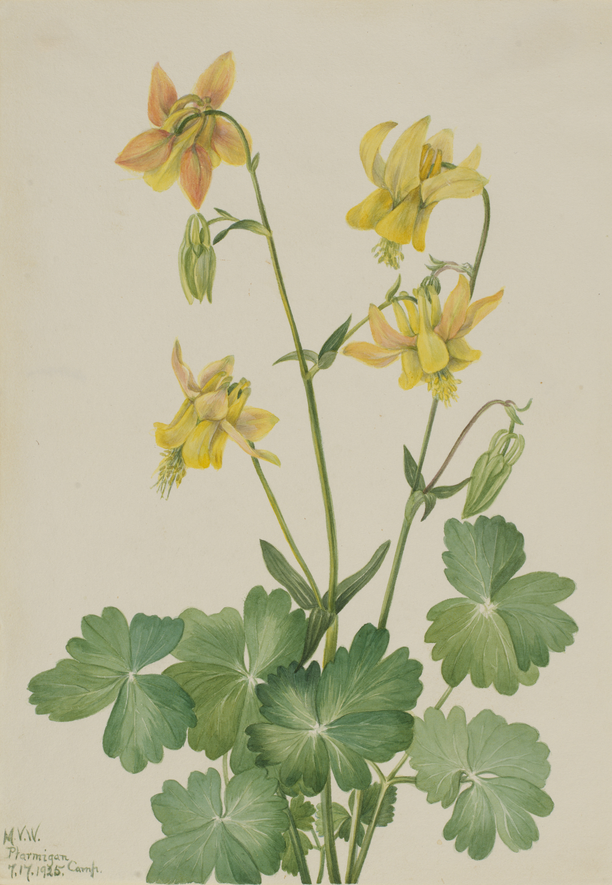 Mary Vaux Walcott, Lemon Columbine (Aquilegia flavescens)