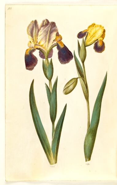 Hans Simon Holtzbecker, Iris ×germanica eller Iris ×sambucina (have-iris eller hylde-iris); Iris variegata (broget iris)