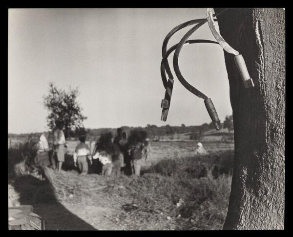 Hardy, Bert, Portuguese Rice Harvest