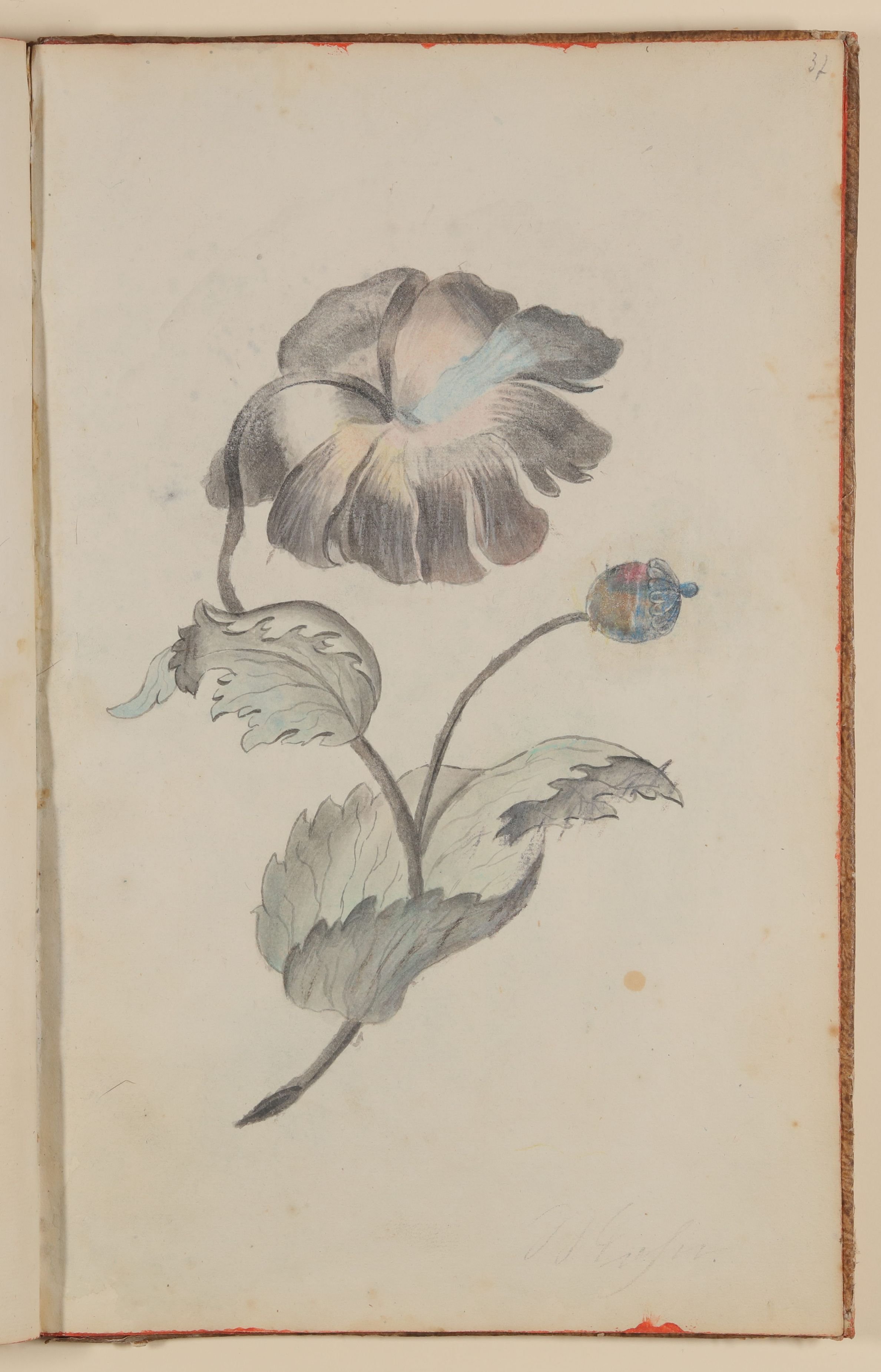 Marianne Franziska Seiffert von Klettenberg, Mohnblume [aus einem Skizzenbuch der Marianne Franziska Seiffert von Klettenberg]