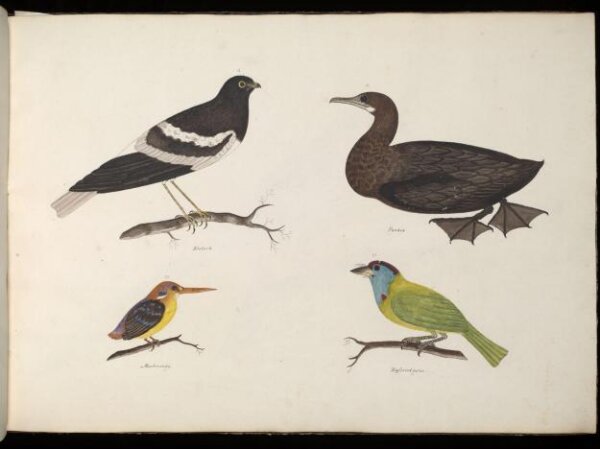 Unknown, Four Birds