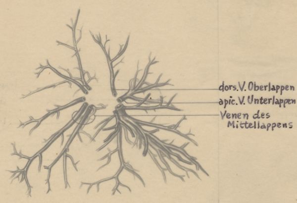 J Tinkelenberg, Bronchi