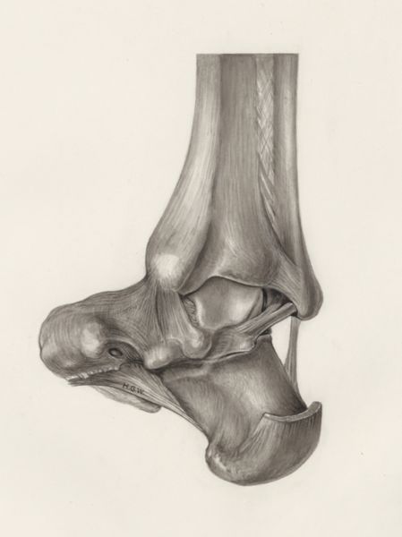 H.G Wetselaar, Musculoskeletal system of the lower extremity