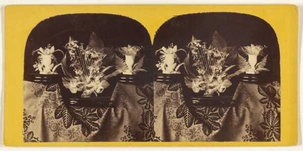 Edward and Henry T. Anthony & Co., Beautiful Study in Skeleton Leaves. The Lyre.