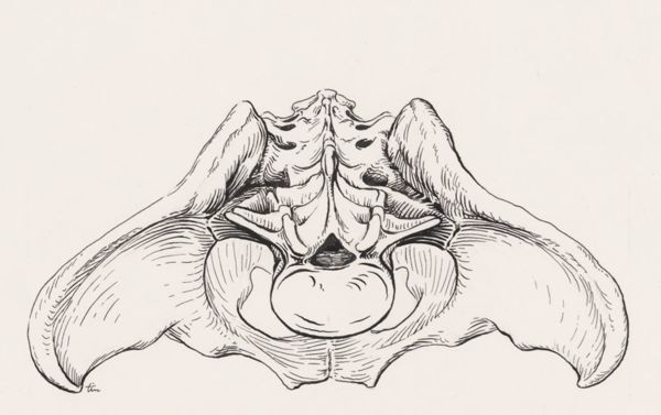 J Tinkelenberg, Pelvis, frontal view