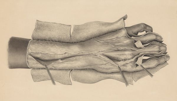 J Tinkelenberg, Muscular tissue of the hand and fingers