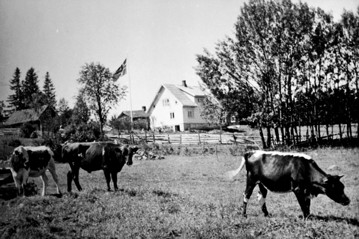 Anno Domkirkeodden, Småbruket Torp, Nes, Hedmark. Kuer på beite i forgrunnen.