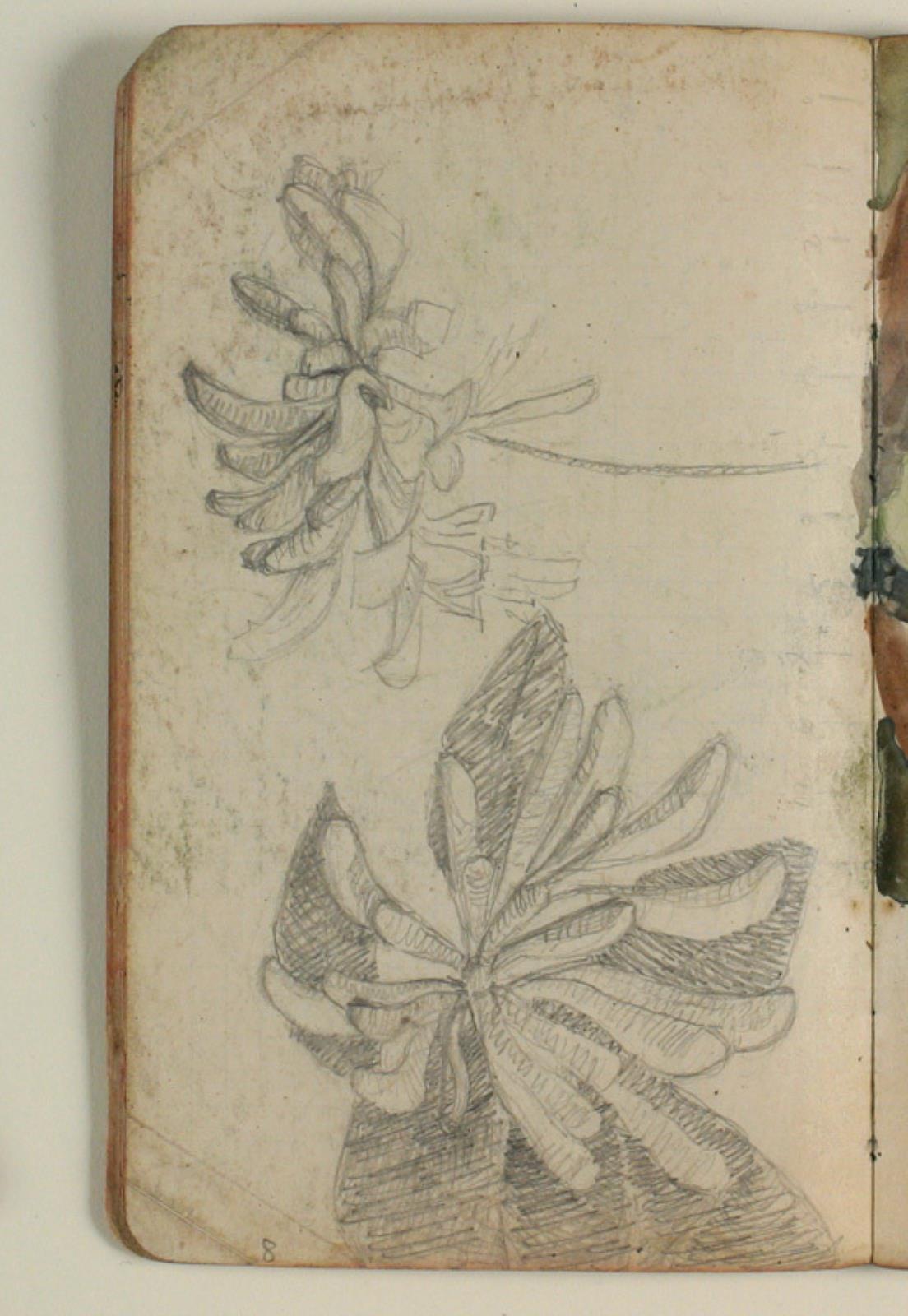 Niels Larsen Stevns, Plantestudier