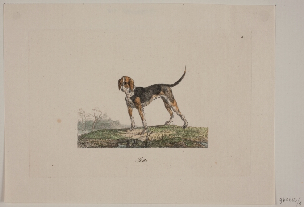 Christian David Gebauer, Stella