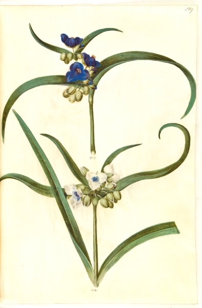 Hans Simon Holtzbecker, Tradescantia virginiana eller Tradescantia ohiensis (?) (blomsterjøde)