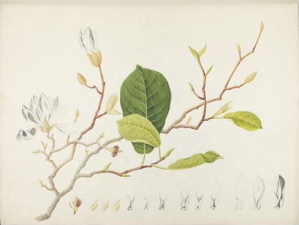 unknown, Flowers and Fruits