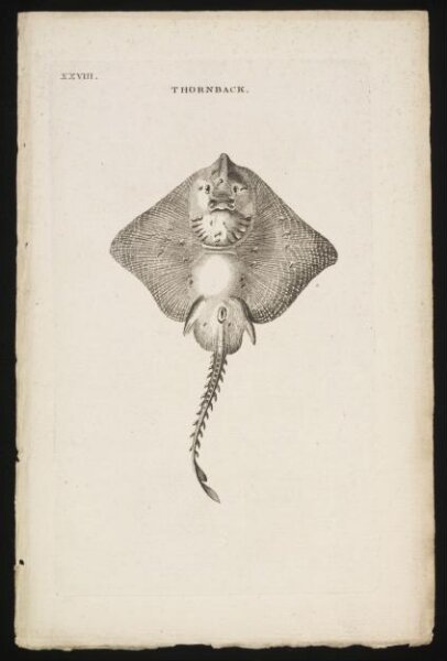 Unknown, THORNBACK.