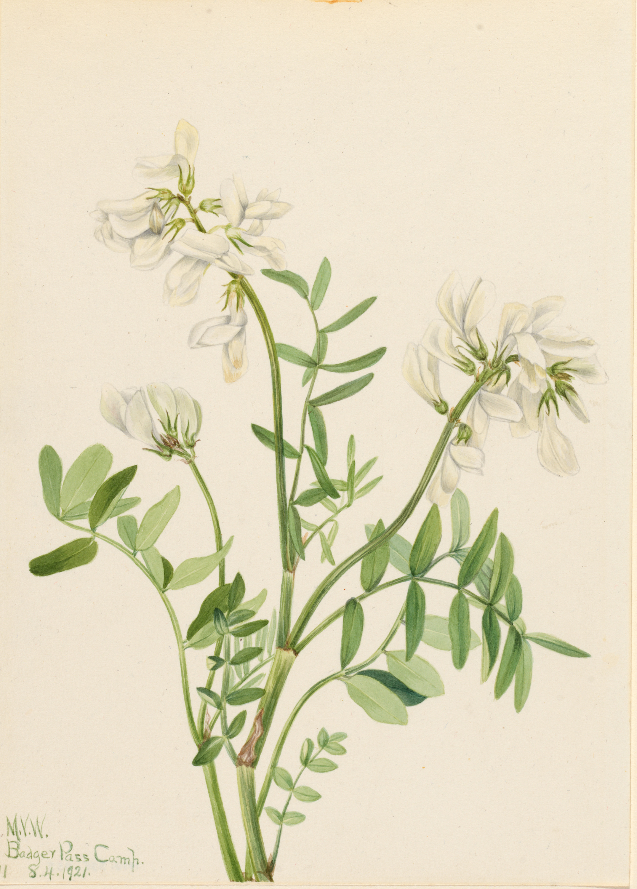 Mary Vaux Walcott, Sweetvetch (Hedysarum mackenzii)