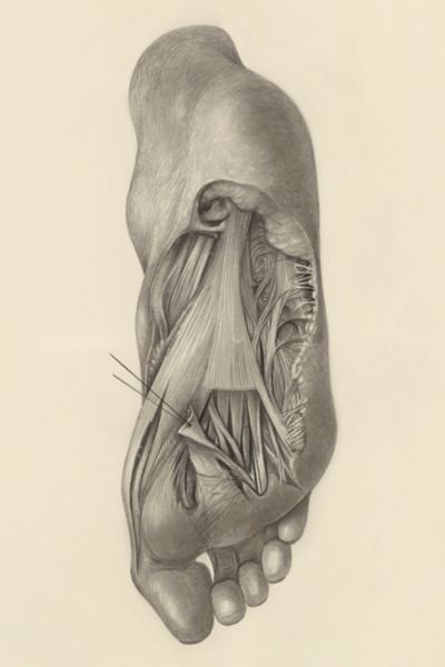 H.G Wetselaar, Muscular tissue of the foot