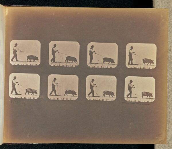 Eadweard J. Muybridge, Walking