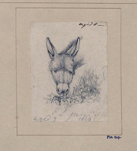 Edwin Landseer, Drawing of a donkey