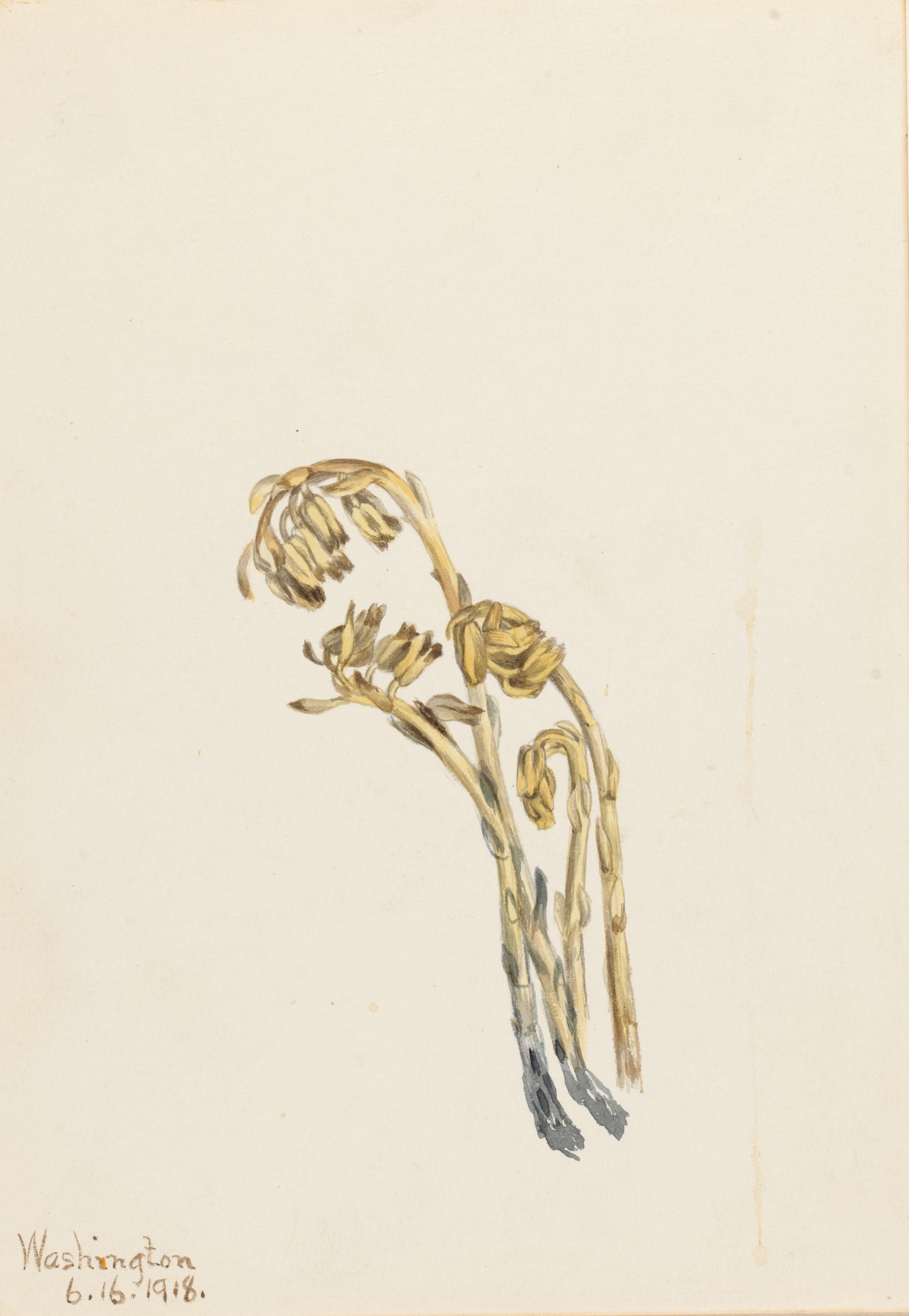 Mary Vaux Walcott, Pale Pinesap (Hypopitys americana)