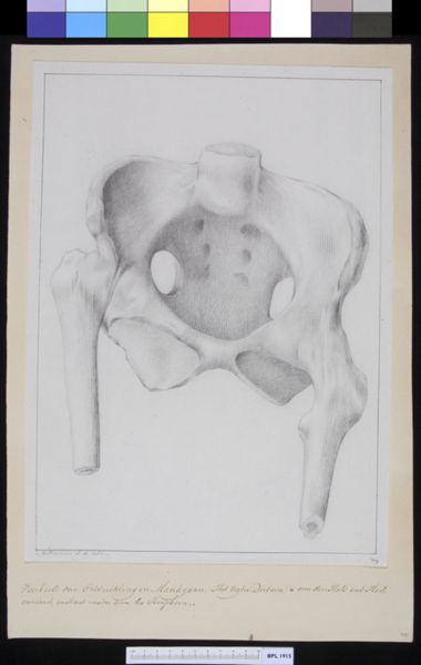 M Houtman, Pelvis
