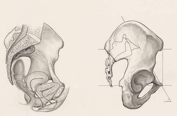 J Wetselaar-Whittaker, Muscular tissue of the pelvis