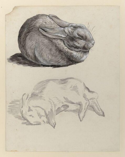 Potter, Beatrix, drawing