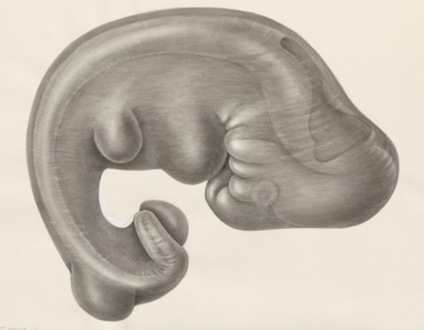 H.G Wetselaar, Embryo