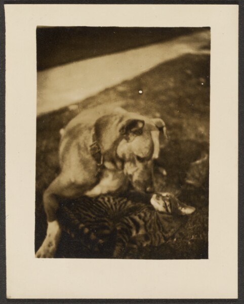 Louis Fleckenstein, [Dog and Cat]