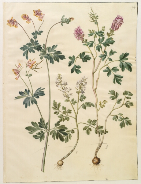 Hans Simon Holtzbecker, Capnoides sempervirens (harlekinurt); Corydalis solida (langstilket lærkespore)