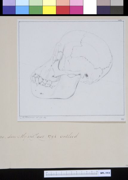 M Houtman, Animals: ape, skull