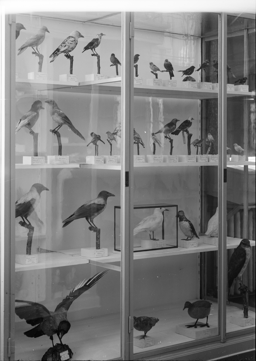 Henri Osti's Fotografiateliér, Fågelmonter, Zoologiska institutionen, Uppsala 1917