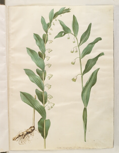 Hans Simon Holtzbecker, Polygonatum multiflorum (stor konval); Polygonatum odoratum (kantet konval)