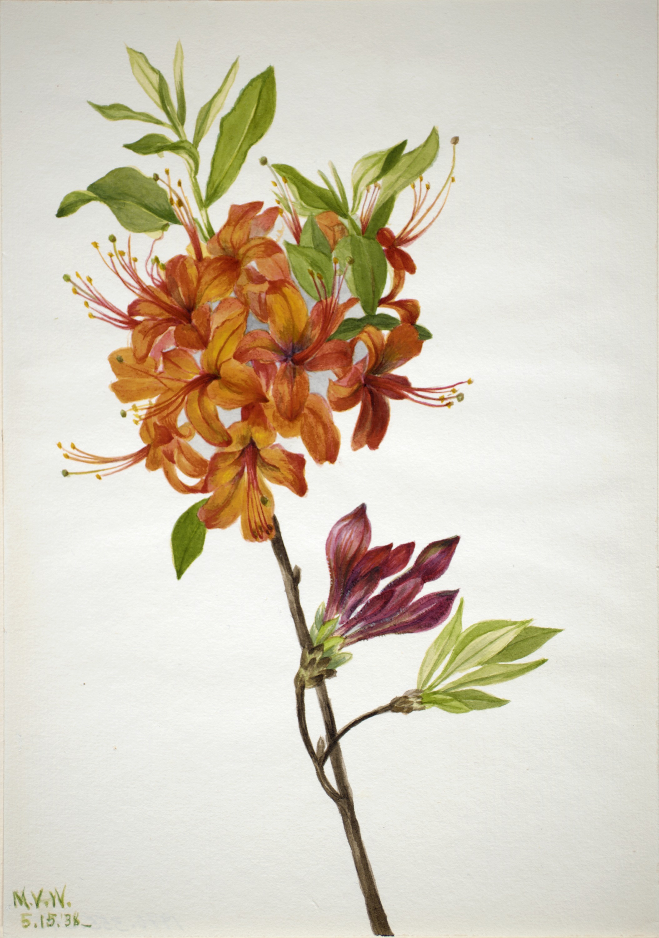 Mary Vaux Walcott, Flame Azalea (Rhododendron speciosum)