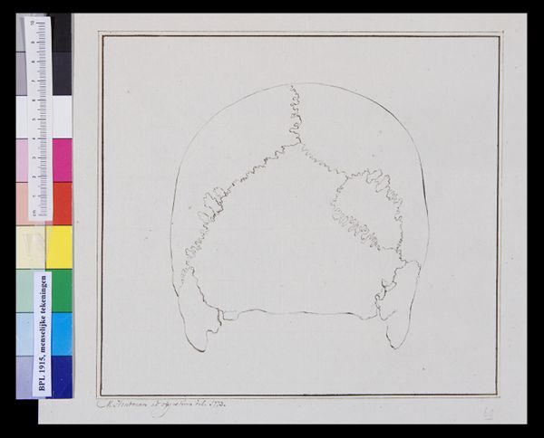 M Houtman, Skull