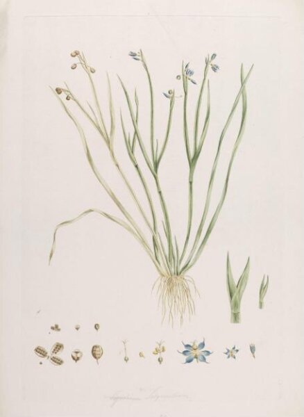 John Miller, Print