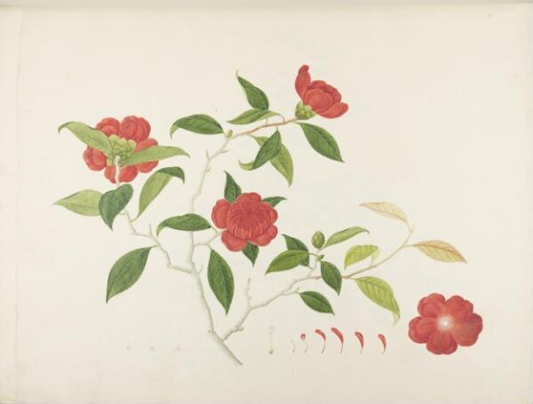 unknown, Flowers and Fruits