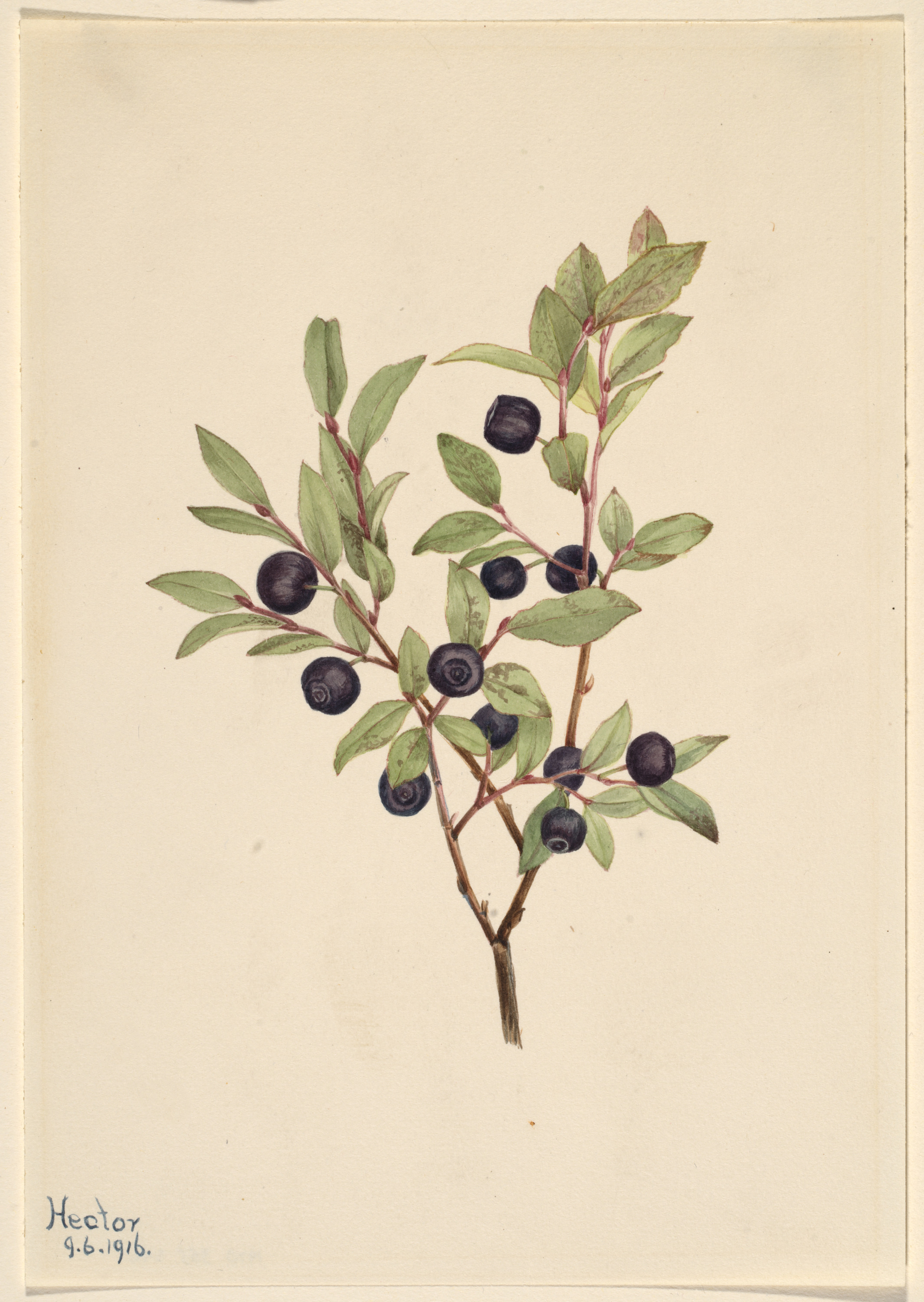 Mary Vaux Walcott, Big Whortleberry (Vaccinium membranaceum)