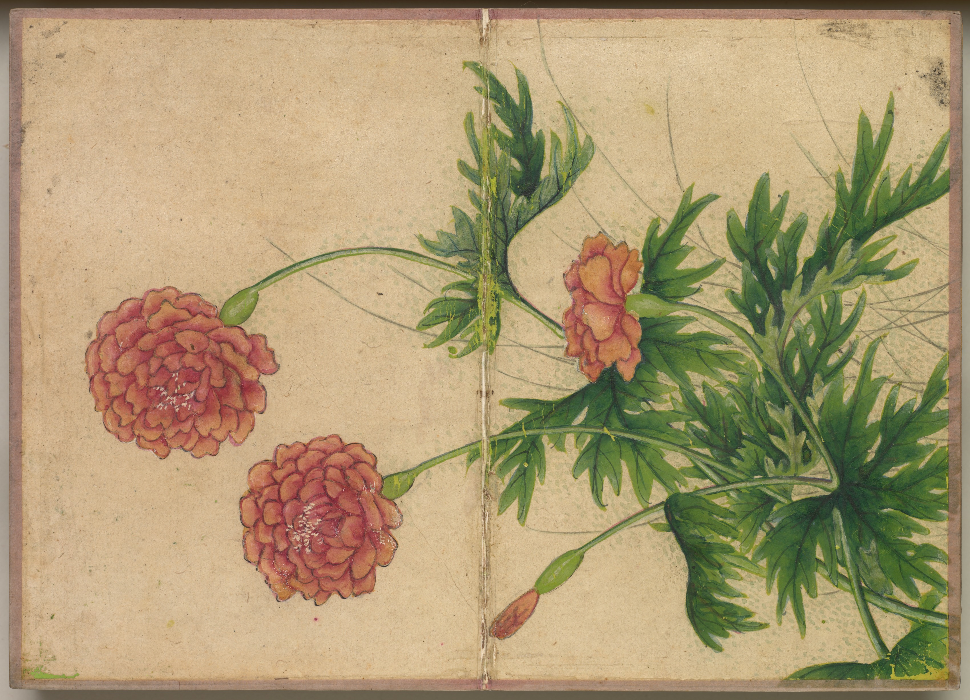 Zhang Ruoai, Desk Album: Flower and Bird Paintings (Peony)