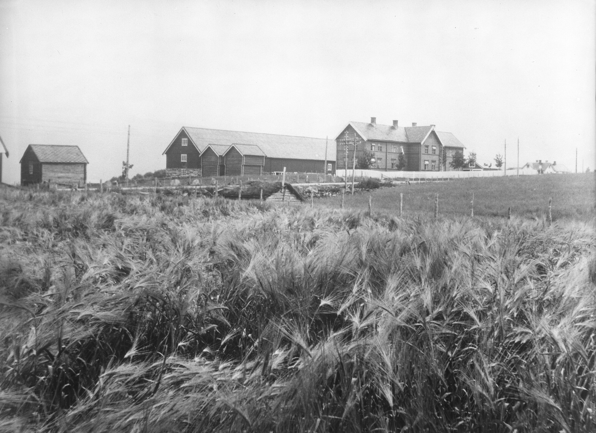 Anders Beer Wilse, Prot: Storegård Opdal
